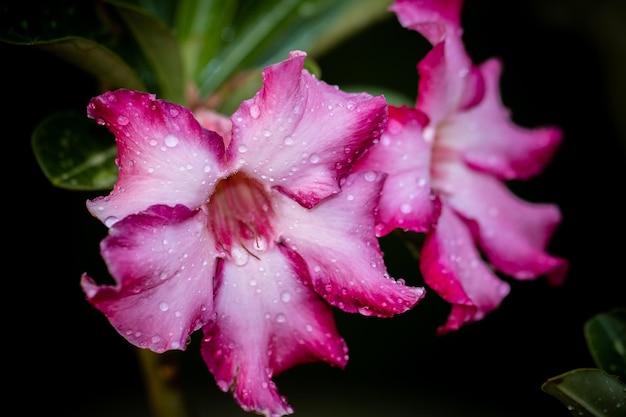 Impala Lily Pink Bignonia z bliska strzał