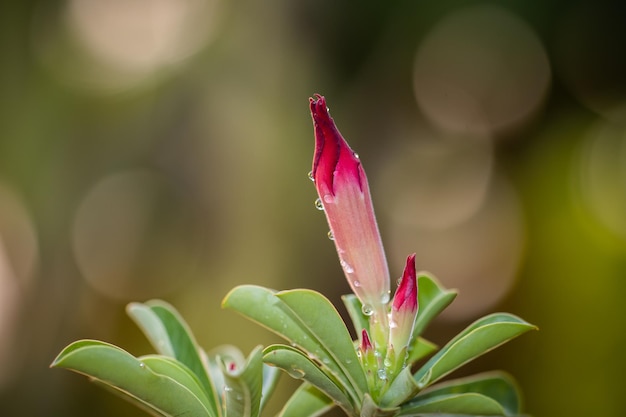 Impala Lily Pink Bignonia z bliska strzał