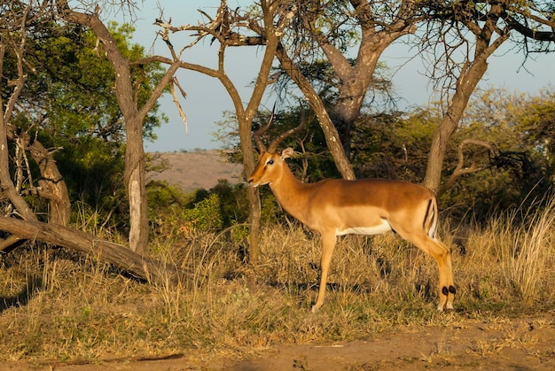 Impala pasąca się w Parku Narodowym Krugera Republika Południowej Afryki