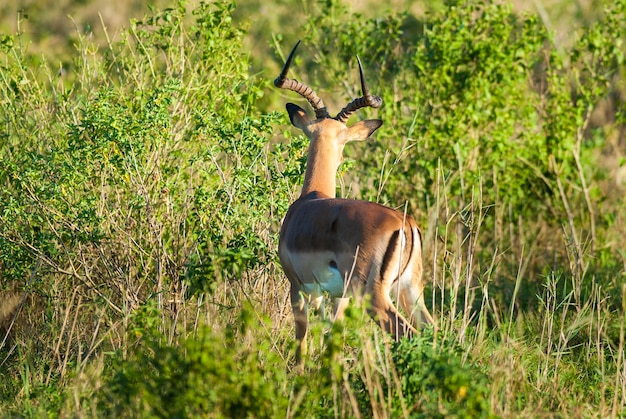 Impala pasąca się w Parku Narodowym Krugera Republika Południowej Afryki