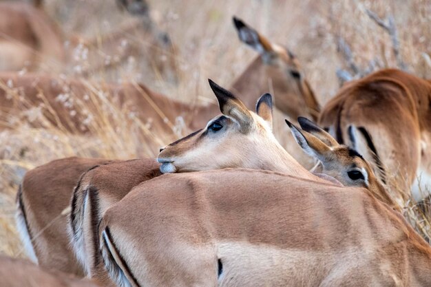 Impala W Parku Krugera W Południowej Afryce