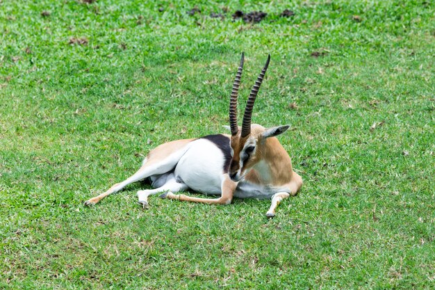 Impala