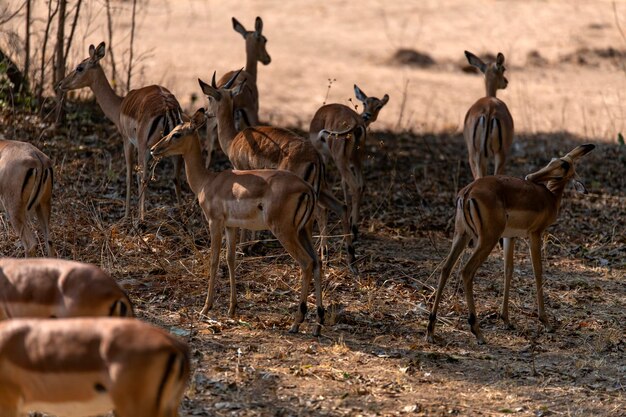 Zdjęcie impalas na polu