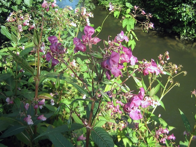 Impatiens grandulifera kwiaty są różowe z zielonymi łodygami i liśćmi Środowisko latem