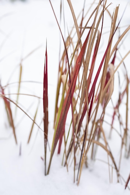 Imperata cylindrica w zimowym krajobrazie