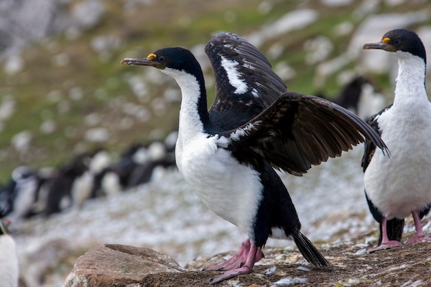 Imperial Shag Phalacrocorax Atriceps Albiventer Falklandy