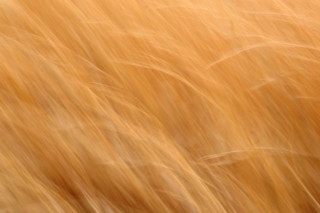 Zdjęcie impresjonistyczne rozmycie bursztynowej trawy dmuchanej przez wiatr na prerii