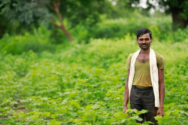 Zdjęcie indian farmer stojący w zielonej farmie bawełny