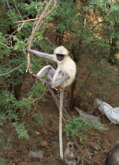 Indian Monkey