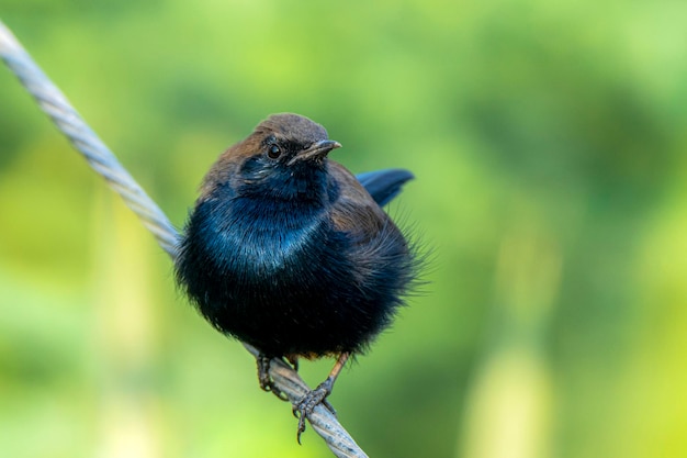 Indian robin jest gatunkiem ptaka z rodziny Muscicapidae