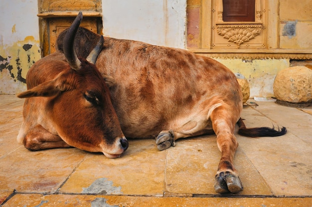 Indiańska krowa odpoczywa w ulicie