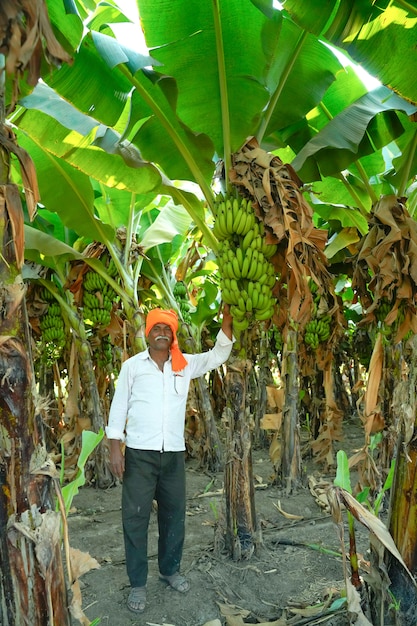 Indiańska średniorolna Pozycja Przy Banana Polem