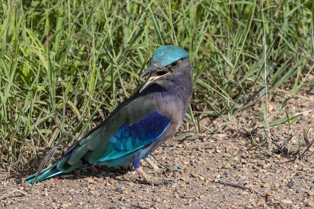 Indochinese roller close up zdjęcie portretu zwierzęcia