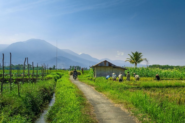 Indonezyjska naturalna sceneria na polach ryżowych w małej wiosce, gdy rolnicy zbierają ryż