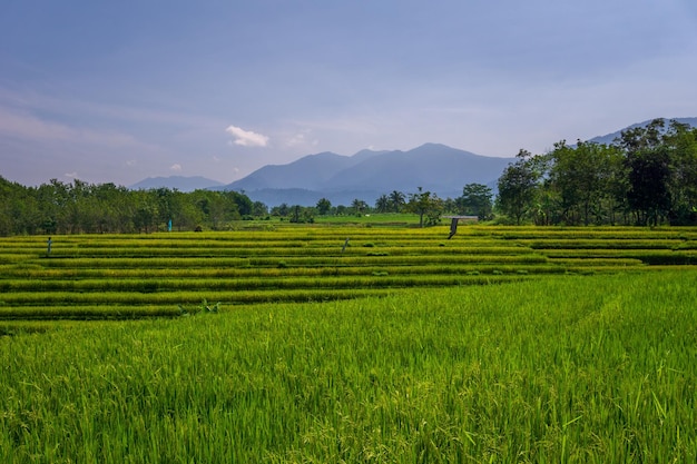 Indonezyjska naturalna sceneria na wzgórzach liści, gdy pogoda jest słoneczna na zielonych polach ryżowych