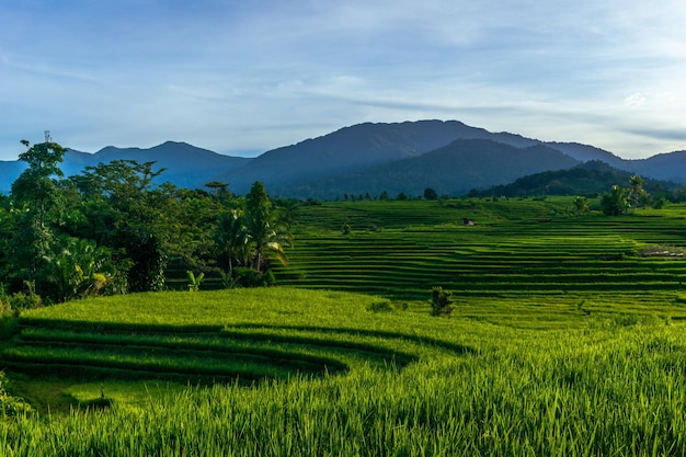 Indonezyjska naturalna sceneria widok na zielone tarasy ryżowe i góry