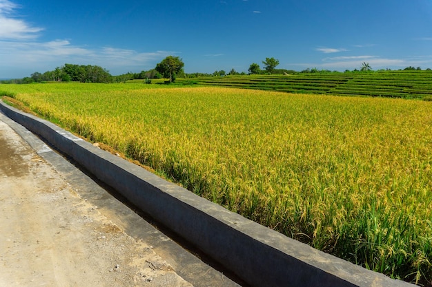 Indonezyjska sceneria żółknie ryż betonem nawadniającym pola ryżowe mieszkańców