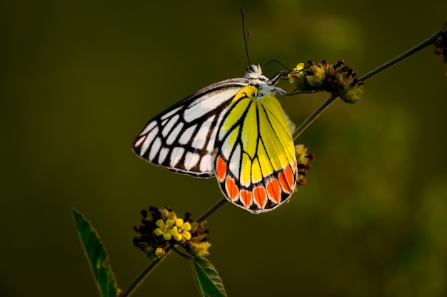 Indyjski motyl Jezebel odpoczywający na kwiatowych roślinach w przyjemny dzień