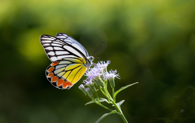 Indyjski Motyl Jezebel