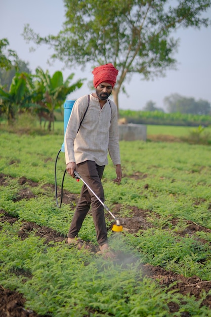 Indyjski rolnik spryskał nawóz w zielonym polu gramowym