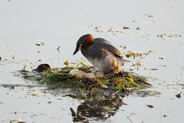 Zdjęcie inkubacja małego grebe