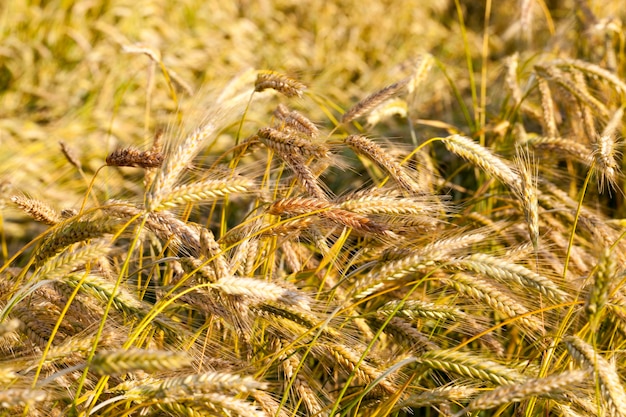 Inny kolor kłosów żyta na polu latem, szczegóły roślin wykorzystywanych do pozyskiwania pokarmu