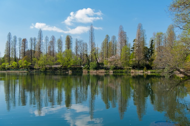 Inokashira Park Jest to słynne miejsce do oglądania kwiatów wiśni w Tokio w Japonii