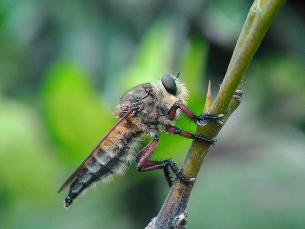 Insect Macro Of Flies Family