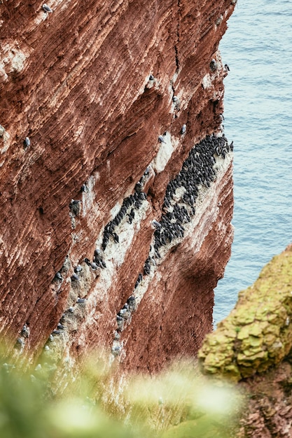 Insel Niemcy Basstoelpel Guillemots problem Brueten