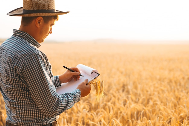 Inspektor agronom, który bada plantację pszenicy i sporządza notatki w dokumentach.