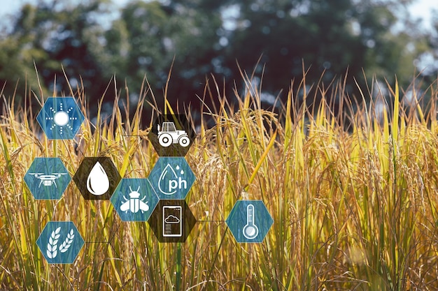 Zdjęcie inteligentne rolnictwo z internetem rzeczy koncepcja iot rolnictwo i nowoczesna technologia są wykorzystywane do zarządzania uprawami analiza spostrzeżeń, takich jak pogoda, warunki glebowe i środowiskowe pola ryżowe