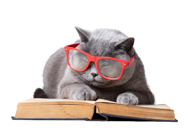Inteligentny kot czyta książkę na białym tle Rasa brytyjska krótkowłosa