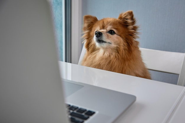 Inteligentny pies szpica niemieckiego podąża za ekranem monitora siedzącego za tolem