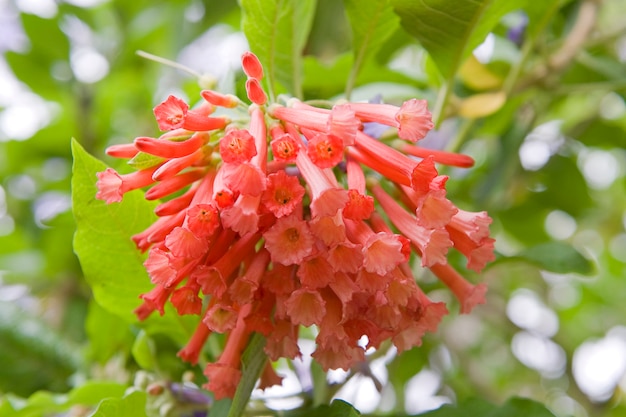 Iochroma coccineum