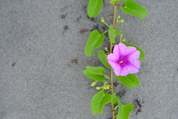 Ipomoea pes-caprae, znany również jako bayhops, bay-hops, beach morning glory lub kozia stopa. trąbka.