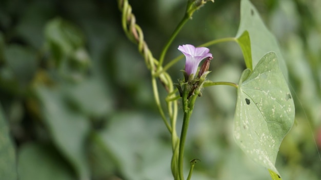 Ipomoea Triloba Znany Również Jako Mały Dzwonek Trzy Klapy Morning Glory Campanilla Morada Buk Paproć Krugs Biały Trilobed Itp