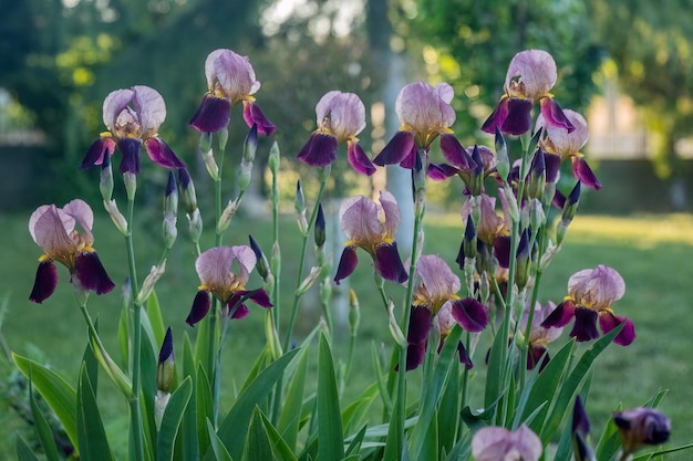 Iris germanica purpurowy kwiat w ogrodowym projekcie