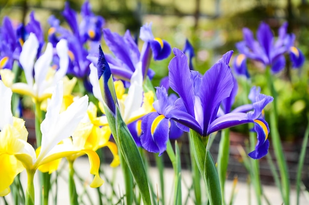 Iris hollandica Hort