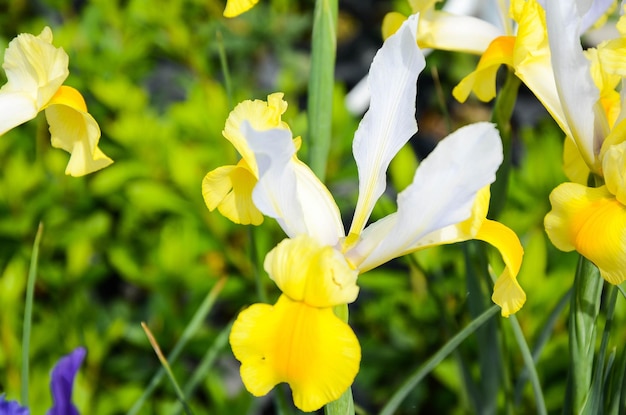 Iris hollandica Hort