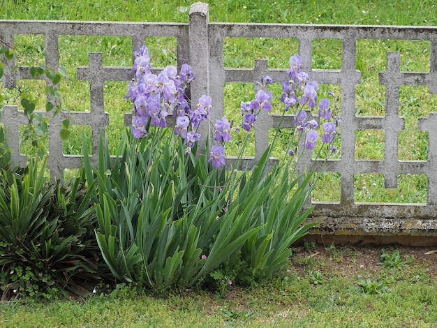 Iris (iris Germanica) Roślina Fioletowy Kwiat