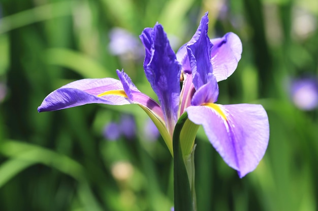 Iris lub Flaga lub Gladdon lub Fleurdelis flowerblue Irysowy kwiat kwitnący w ogrodzie