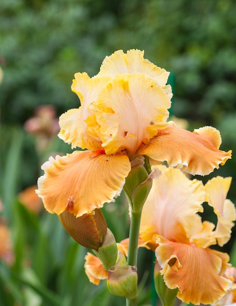 Iris Pseudokorus żółty