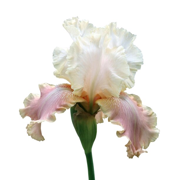 Iris zbliżenie na białym tle kwiat na białym tle