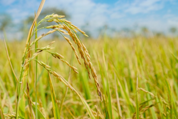 Irlandczyka Rice Pole Przy Północnym Tajlandia, Surowej Natury Tła Odbitkowa Astronautyczna Przestrzeń