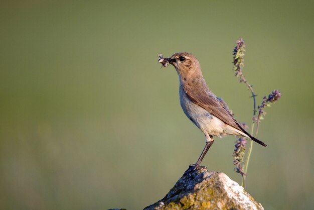 Isabelline wheatear Oenanthe isabellina stoi na skale z ofiarą w dziobie