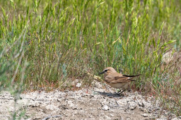 Isabelline wheatear ptak w dzikiej przyrodzie