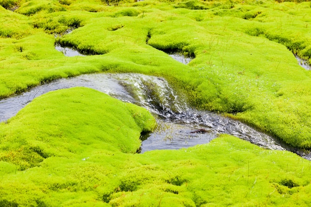 Islandia Mały strumień rzeczny z zielonym mchem