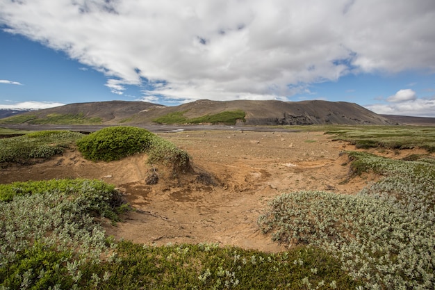 Islandia przyroda z zieloną roślinnością i piaskiem