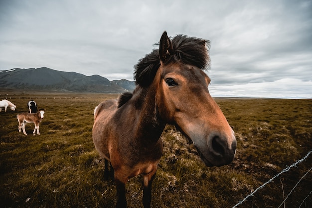 Islandzki koń w malowniczej naturze Islandii.