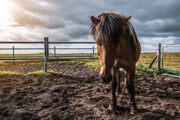 Islandzki Koń W Malowniczej Naturze Islandii.